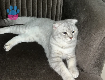 Yakışıklı oğlumuza eş arıyoruz