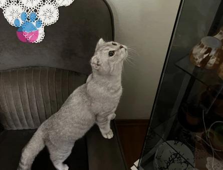 Yakışıklı oğlumuza eş arıyoruz