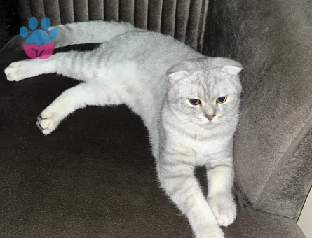 Yakışıklı oğlumuza eş arıyoruz