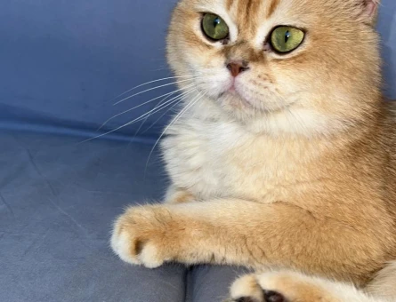 British shorthair 3 Yaşında Eş Arıyor - 118979842