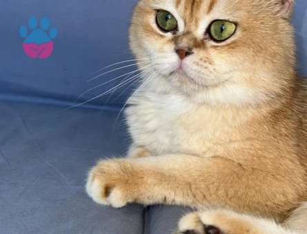 British shorthair 3 Yaşında Eş Arıyor