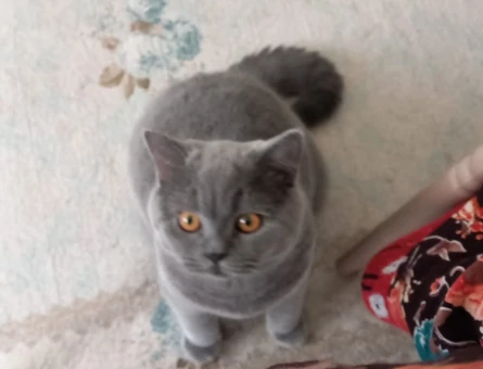 British Shorthair Gofriğe eş arıyoruz - 118979843