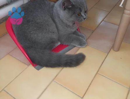 British Shorthair Gofriğe eş arıyoruz