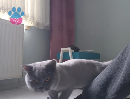 British Shorthair Gofriğe eş arıyoruz