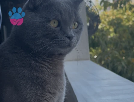 British Shorthair 1 Yaşında Eş Arıyor - 118985174