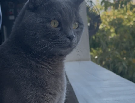 British Shorthair 1 Yaşında Eş Arıyor - 118985174