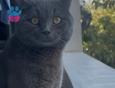 British Shorthair 1 Yaşında Eş Arıyor - Görsel 3