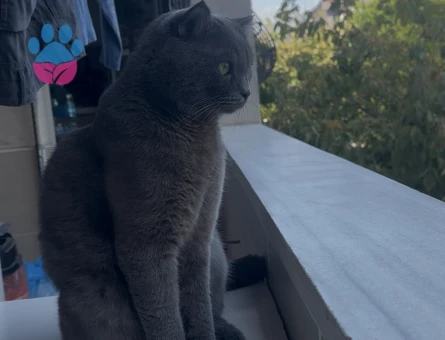 British Shorthair 1 Yaşında Eş Arıyor - Görsel 4