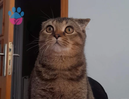 Miço için eş arıyorum