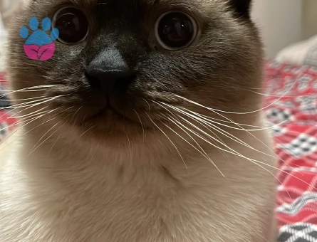 kardeşler eş arıyor