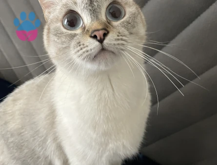 kardeşler eş arıyor