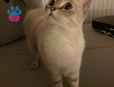 kardeşler eş arıyor