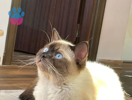 kardeşler eş arıyor