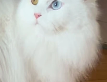 British Longhair Kızımızı BEYAZ RENKLİ VE RENKLİ GÖZLÜ ERKEK bir kediyle çiftleştirmek için uygun eş arıyoruz. - 118972331
