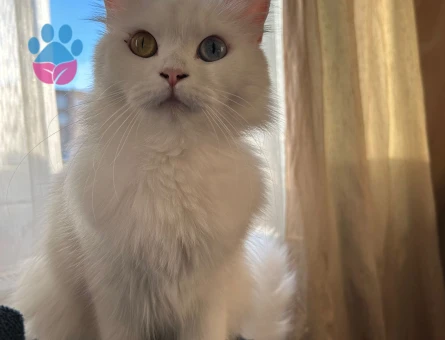 British Longhair Kızımızı BEYAZ RENKLİ VE RENKLİ GÖZLÜ ERKEK bir kediyle çiftleştirmek için uygun eş arıyoruz.