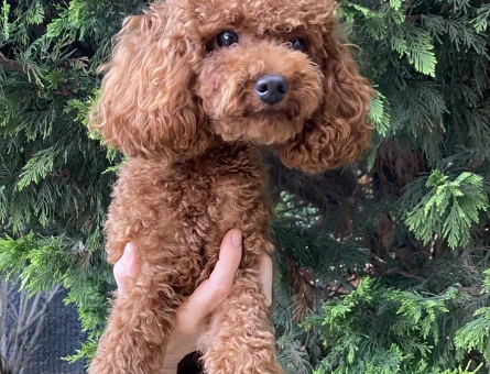 Toy Kore Poodle oğluma eş arıyorum - 118972334