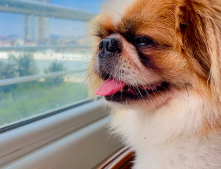 Erkek Pekinez Cinsi Köpeğime Eş Arıyorum - 118972340