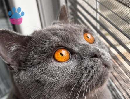 British shorthair 12 aylık oğluma eş arıyorum