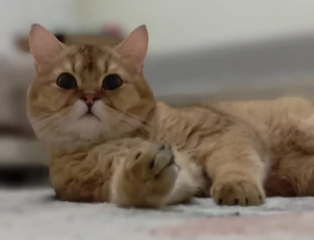 British shorthair Erkek 1 Yaşında - 118980313