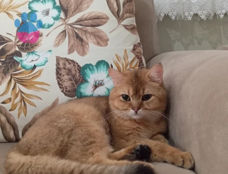 British shorthair Erkek 1 Yaşında