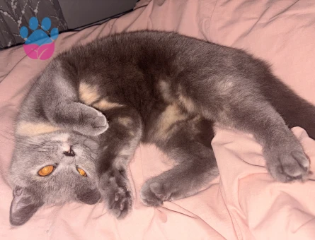 Prensesimize eş arıyoruz