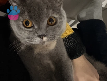 Prensesimize eş arıyoruz