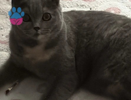 Prensesimize eş arıyoruz