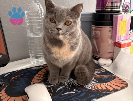 Prensesimize eş arıyoruz