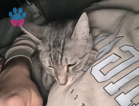 dişi kedime eş arıyorum