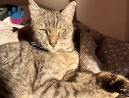 dişi kedime eş arıyorum