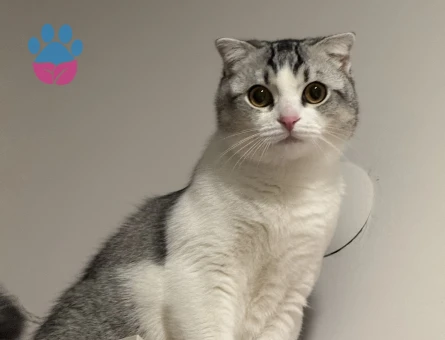 Yakışıklı oğlumuz Olips’e eş arıyoruz