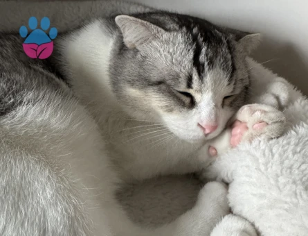 Yakışıklı oğlumuz Olips’e eş arıyoruz