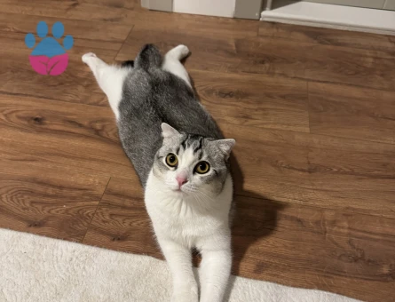 Yakışıklı oğlumuz Olips’e eş arıyoruz