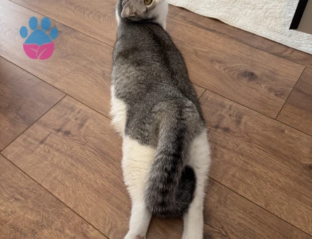 Yakışıklı oğlumuz Olips’e eş arıyoruz