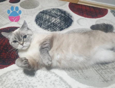 British Shorthair Dişi Kedime Eş Arıyorum