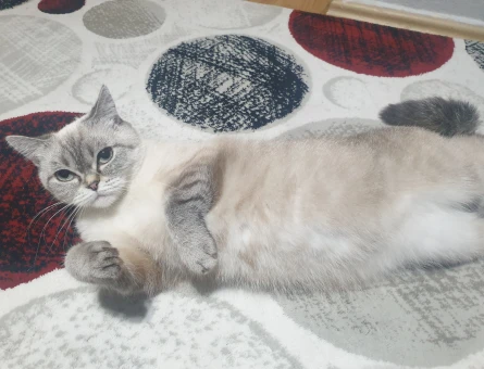 British Shorthair Dişi Kedime Eş Arıyorum - 118980319