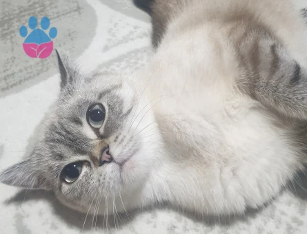 British Shorthair Dişi Kedime Eş Arıyorum