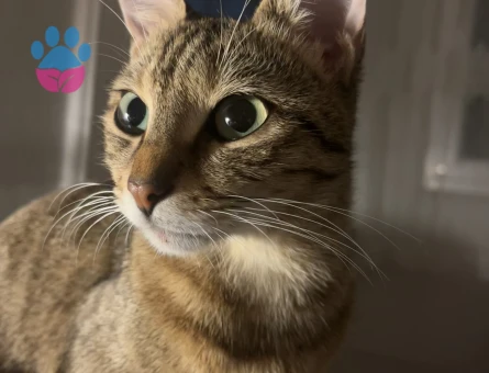 dişi kedime eş arıyorum