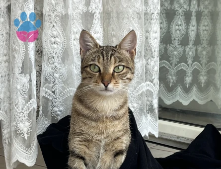 dişi kedime eş arıyorum