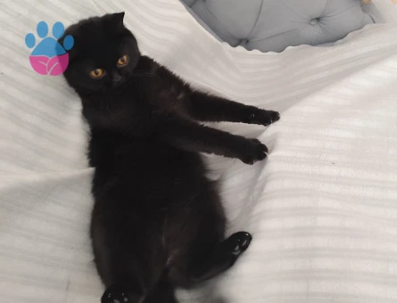 British Shorthair Kızgınlıkta