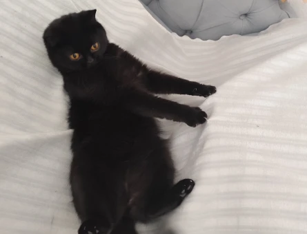 British Shorthair Kızgınlıkta - 118980323