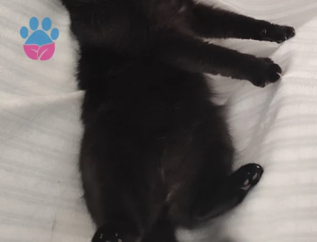 British Shorthair Kızgınlıkta