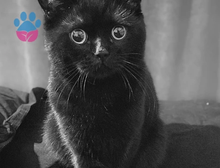 Eş arıyorum british