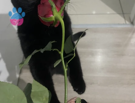 Eş arıyorum british