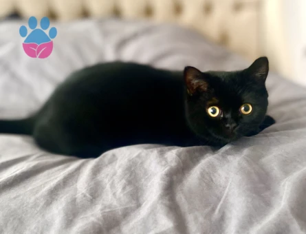 Eş arıyorum british