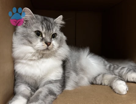 Oğlumuz için eş arıyoruz