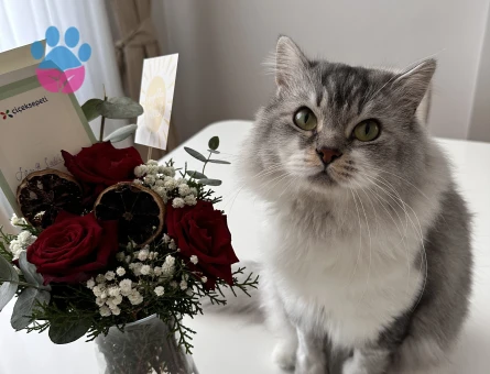 Oğlumuz için eş arıyoruz