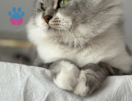 Oğlumuz için eş arıyoruz