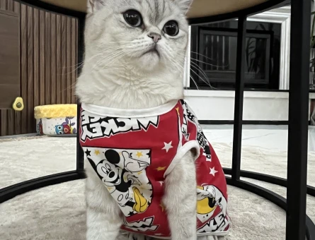 British Shorthair Kızımıza eş arıyoruz - 118972813