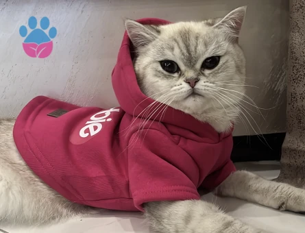 British Shorthair Kızımıza eş arıyoruz